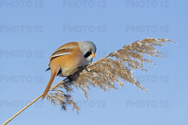 Bearded reedling