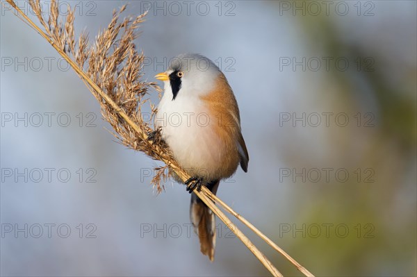 Bearded Reedling