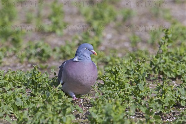 Common wood pigeon