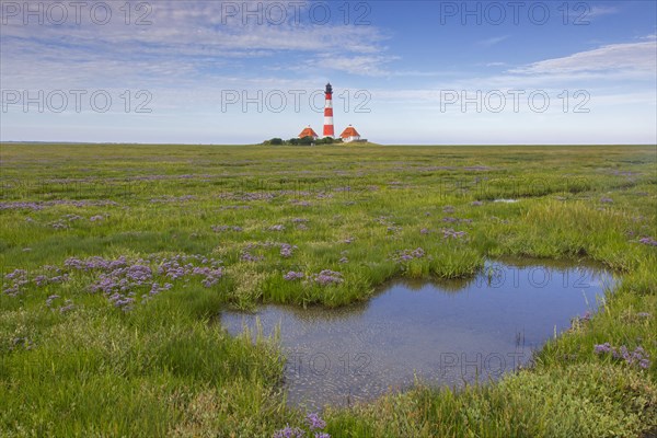 Lighthouse Westerhever with flowering Sea-lavender
