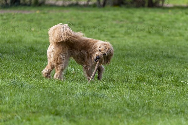 Mini Goldendoodle bites into stick