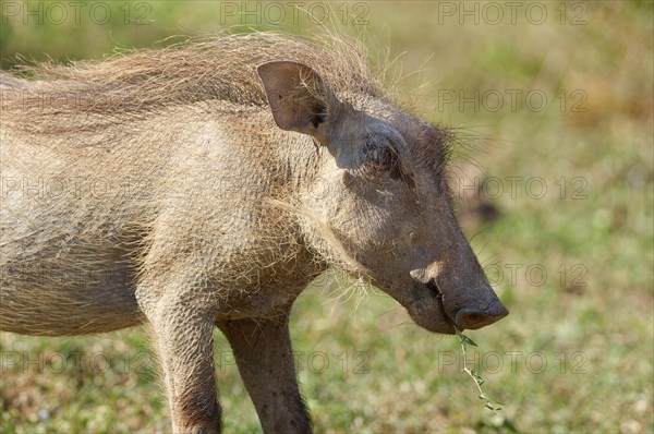 Common warthog