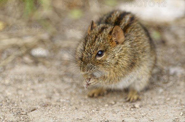 Four-striped grass mouse