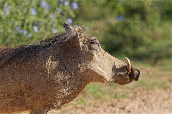 Common warthog