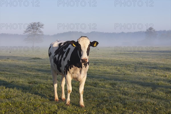 Holstein Friesian cow in field
