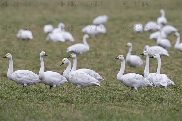 Flock of tundra swans