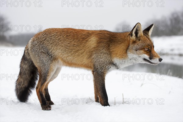 Red fox