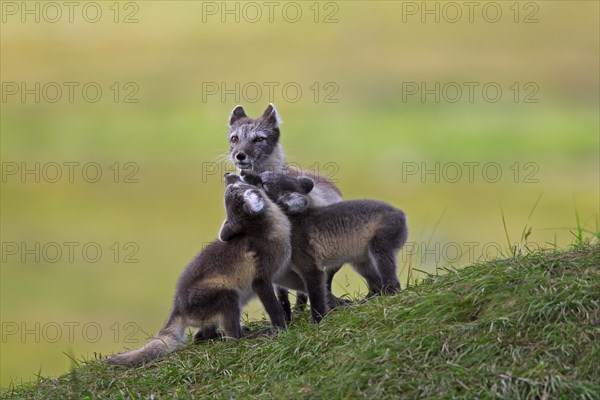 Arctic fox