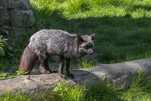 Silver fox