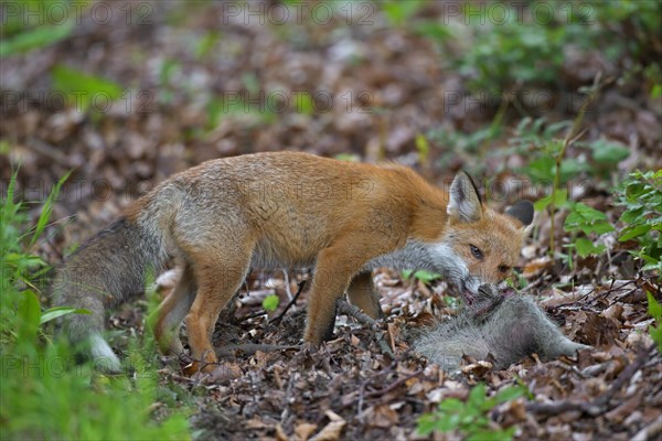 Young red fox