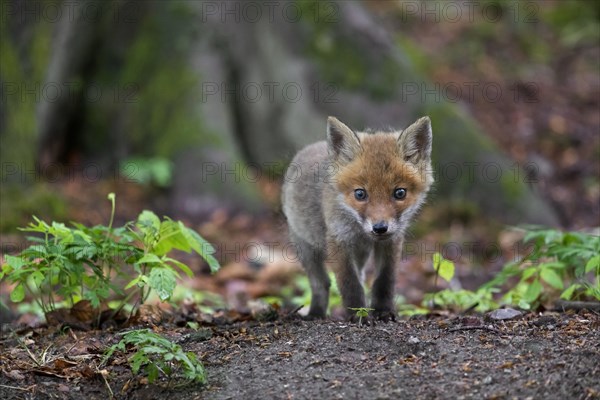 Young red fox