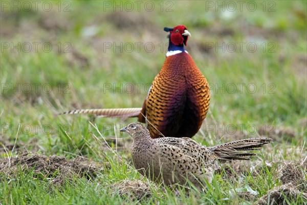 Common pheasant