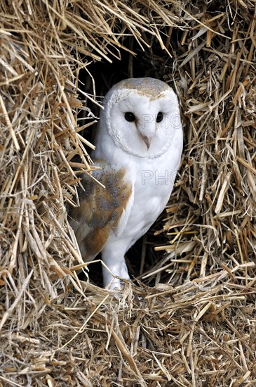 Barn owl