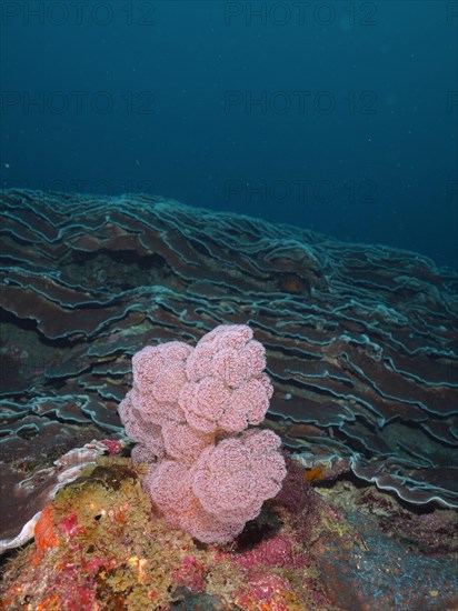 Thistle Tree Coral