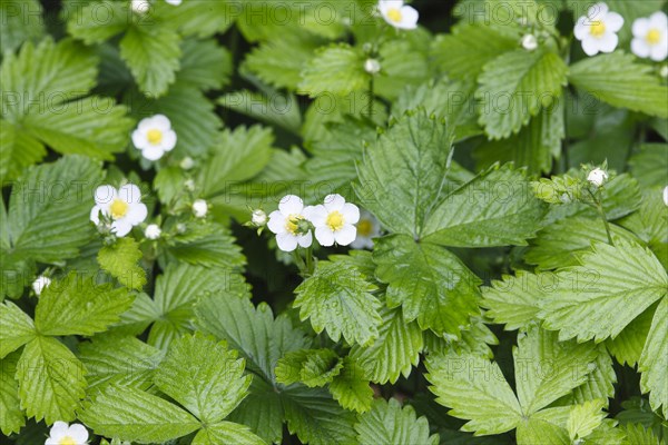 Wild strawberries