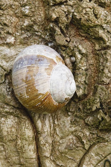 Burgundy snail