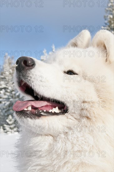 Samoyed dog