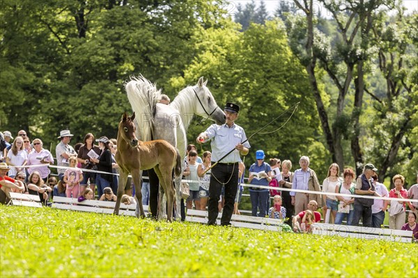 Main and County Stud Marbach in Swabian Alb