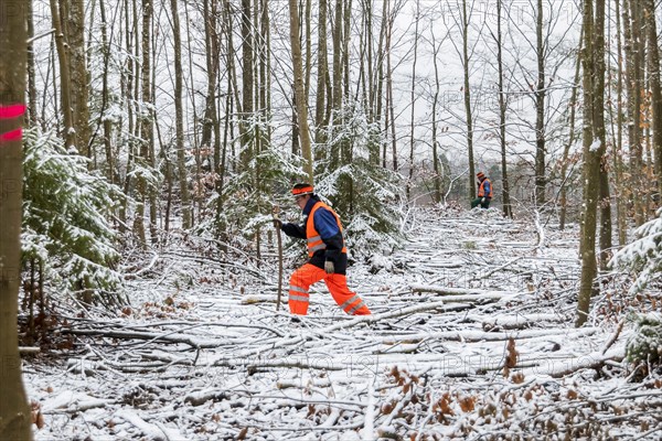 Driven hunt in Schoenbuch Nature Park