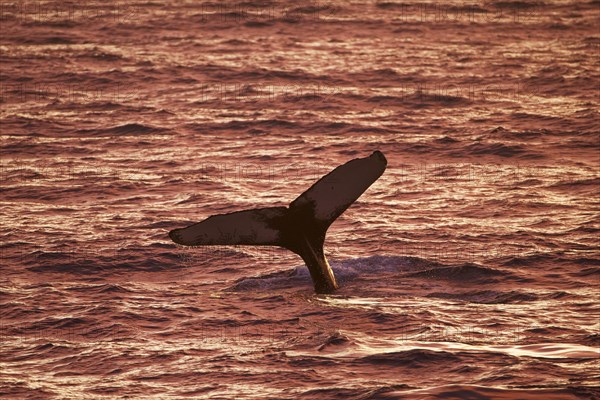 Humpback whale