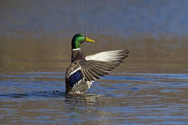 Mallard