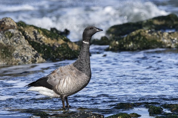 Brant goose