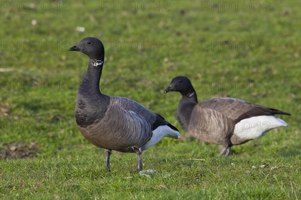 Brent Geese