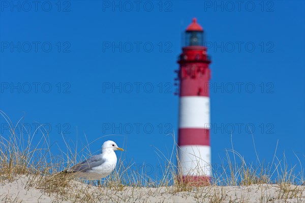 Common gull