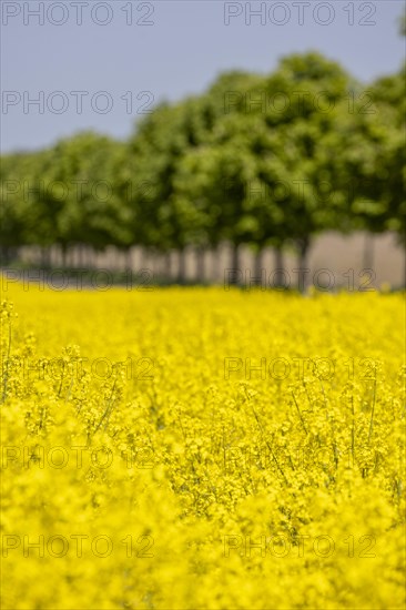 Avenue trees behind a rape field