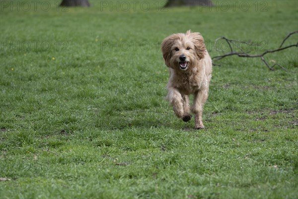 Mini Goldendoodle running across meadow