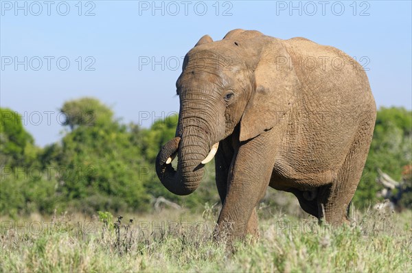 African bush elephant