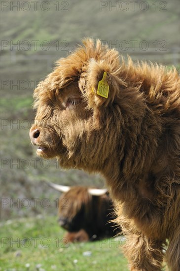 Highland calf