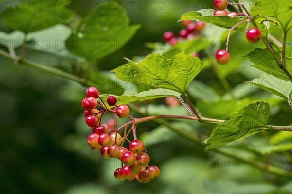 Guelder rose