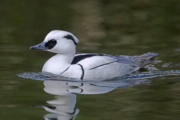 Smew