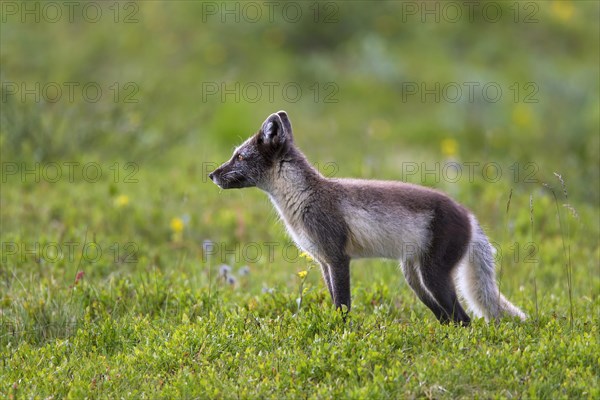 Arctic fox