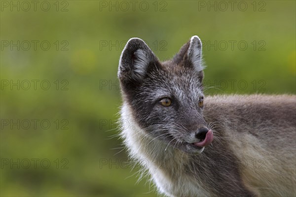 Arctic fox