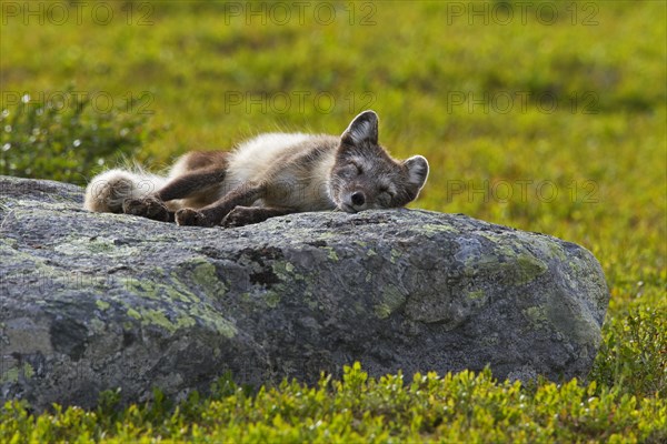 Arctic fox