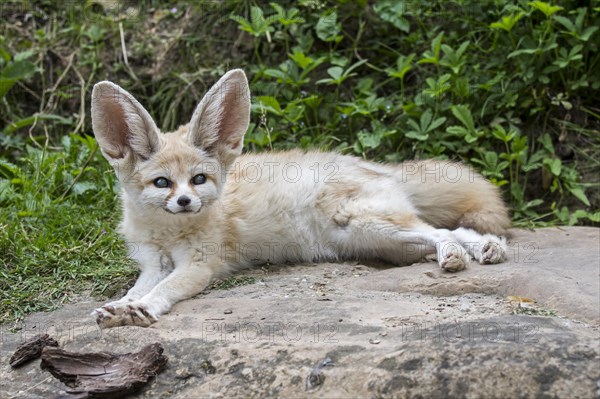 Captive fennec fox