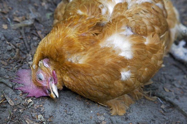 Dead chicken inside backyard chicken coop