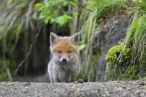 Young red fox