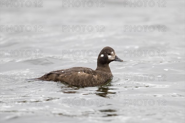 Harlequin duck