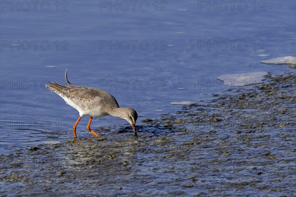 Spotted redshank