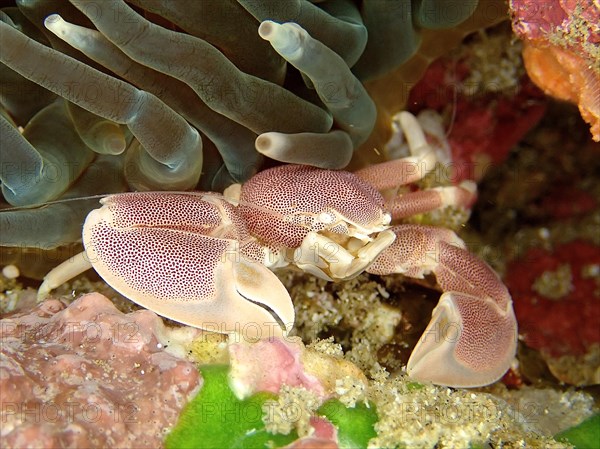 Spotted Porcelain Crab