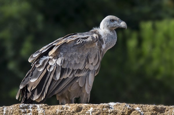 Griffon vulture