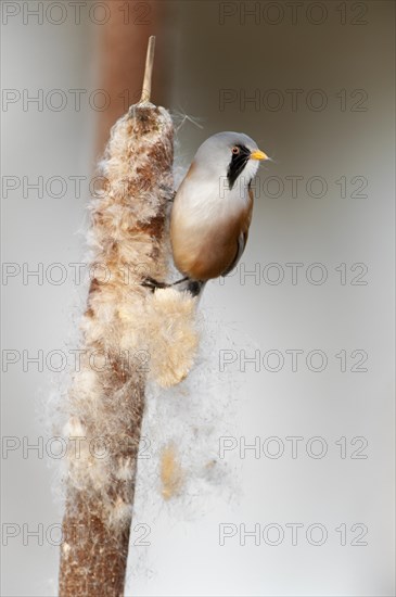 Bearded Reedling