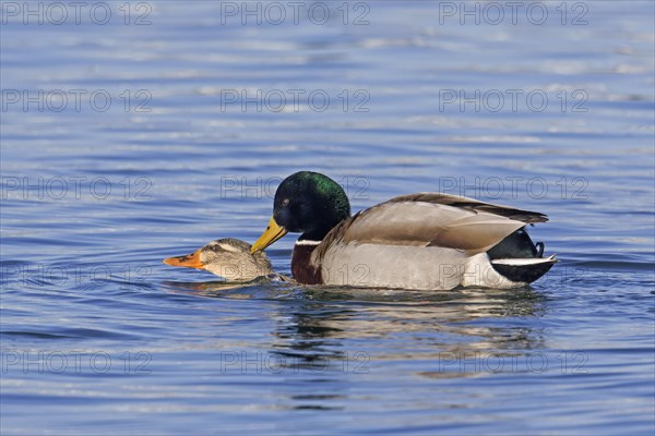 Mallard