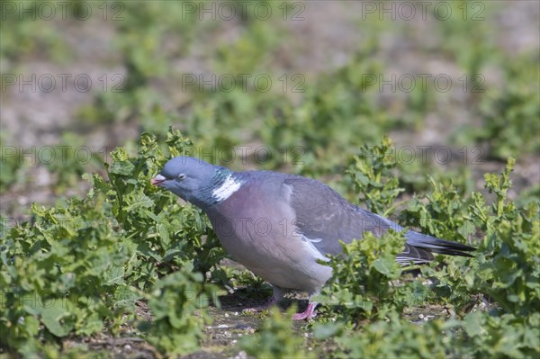 Common wood pigeon