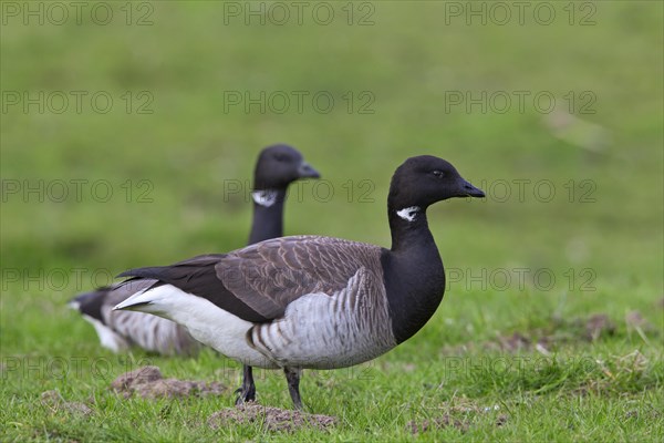 Pale-bellied Brent Goose