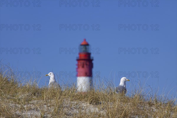 Two common gulls