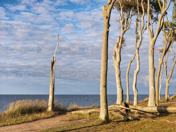 The Ghost Forest of Nienhagen on the Baltic Sea coast